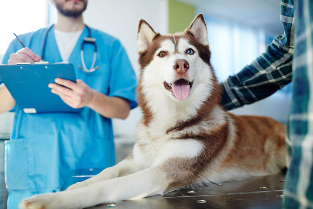 how much is a routine check up for a dog